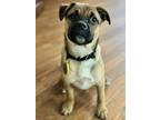 Adopt Angelica Pickles a Pug, Mixed Breed