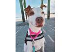 Adopt Beau Dacious (HW+) (@ Sneaky Beagle) a Pit Bull Terrier, Mixed Breed