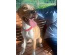 Adopt Kaley a Labrador Retriever