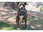 Adopt Maple a American Staffordshire Terrier, Mixed Breed