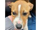 Adopt LUCILLE a Mixed Breed