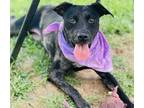 Adopt Atlas- $25 a Catahoula Leopard Dog, Mixed Breed