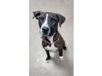 Adopt Isabelle a Pit Bull Terrier, Mixed Breed