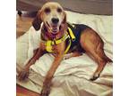 Adopt Birdy @ Foster a Hound