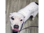 Adopt Roselyn a Mixed Breed