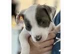 Adopt Opal a American Staffordshire Terrier, Mixed Breed