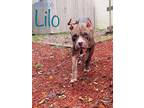 Adopt Sasha (Lilo) a Pit Bull Terrier
