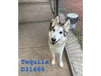 Adopt Tequila a Husky, Mixed Breed