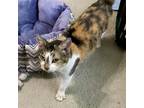 Adopt Patches a Calico, Domestic Short Hair