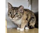 Adopt Demeter a Torbie, Domestic Short Hair