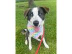 Adopt Roxy a Mixed Breed, Border Collie