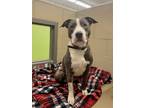 Adopt Dema a Pit Bull Terrier, Mixed Breed