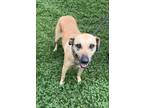Adopt Sookie a Mixed Breed