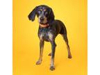 Adopt Lainey a Bluetick Coonhound