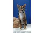 Adopt Raylee a Domestic Short Hair