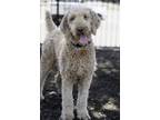 Adopt Winter a Golden Retriever, Standard Poodle