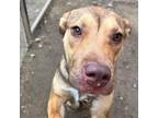 Adopt Quilly a Black Mouth Cur, Mixed Breed