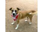 Adopt Tumbleweed a Black Mouth Cur, Mixed Breed