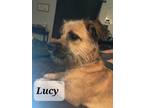 Adopt Lucy Lou a Terrier