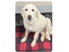 Adopt Chica HTX a Great Pyrenees