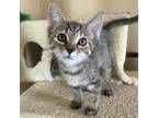 Adopt Orchard a Domestic Short Hair