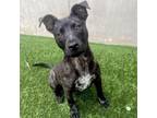 Adopt Elouise a Mixed Breed, Dutch Shepherd