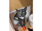 Adopt Stacy 5303-4632 a Domestic Short Hair