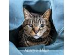 Adopt Stacy's Mom 5292-4631 a Domestic Short Hair