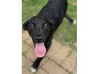 Adopt Veronica a Standard Poodle, Cattle Dog