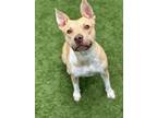 Adopt CHIQUIS a Pit Bull Terrier