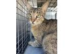 Adopt TABBY a Domestic Short Hair