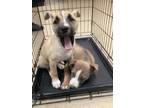 Adopt Puppy 2 a Husky, Mixed Breed