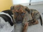 Adopt 55832693 a Terrier, Mixed Breed