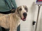 Adopt Grace a Great Dane, Mixed Breed