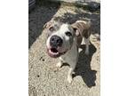 Adopt Bashful a Pit Bull Terrier, Mixed Breed
