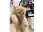 Adopt MARIE a Domestic Medium Hair, Domestic Short Hair