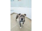 Adopt Ivory a Pit Bull Terrier, Mixed Breed