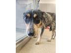 Adopt Tiger a Australian Cattle Dog / Blue Heeler