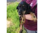 Adopt Birdie a German Wirehaired Pointer, Black and Tan Coonhound