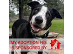 Adopt 55835653 a Border Collie, Mixed Breed