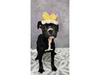 Adopt Lulu Melon a Pit Bull Terrier, Mixed Breed