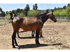 2016 Andalusian buckskin mare