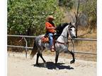 Grey Andalusian Stallion