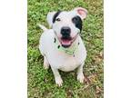Adopt Candace a American Staffordshire Terrier, Mixed Breed