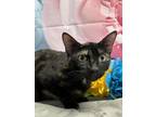 Adopt Turtle a Domestic Short Hair