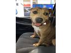 Adopt CHOCOLATE a American Staffordshire Terrier