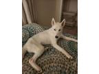 Adopt LUNA a Husky