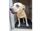 Adopt DEZ a American Staffordshire Terrier
