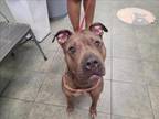 Adopt CHANEL a American Staffordshire Terrier