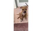 Adopt PUPPY 1 a American Staffordshire Terrier
